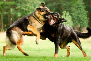 Собака біт собака - що робити? Собака біт собака - що робити?